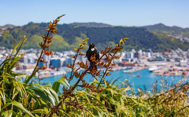 San Francisco of the South? Guides name Kiwi city named a must see for 2023