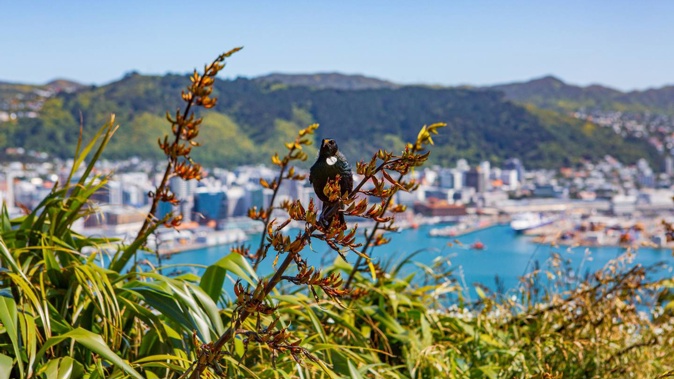 Zealandia is a highlight of any trip to Wellington say the NYT and Rough Guides. Photo / Supplied, Wellington NZ