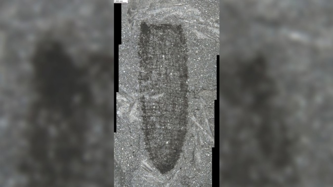 A sponge was among the exceptionally well-preserved fossils found at a site in Wales.