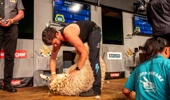 Allan Oldfield competes in the opening rounds of the world blade shearing at the Golden Shears. He qualified No 1 for the semi-finals, and hopes to regain the title he won in France in 2019. Photo / Golden Shears