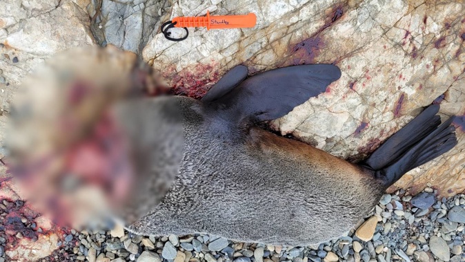 A shark, two fur seals, a penguin and other birds have been found headless and abandoned on the country’s beaches in the past 18 months. Photo / Department of Conservation