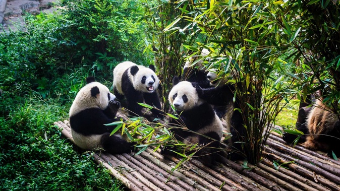 Pandas enjoying their bamboo breakfast in Chengdu Research Base, China.