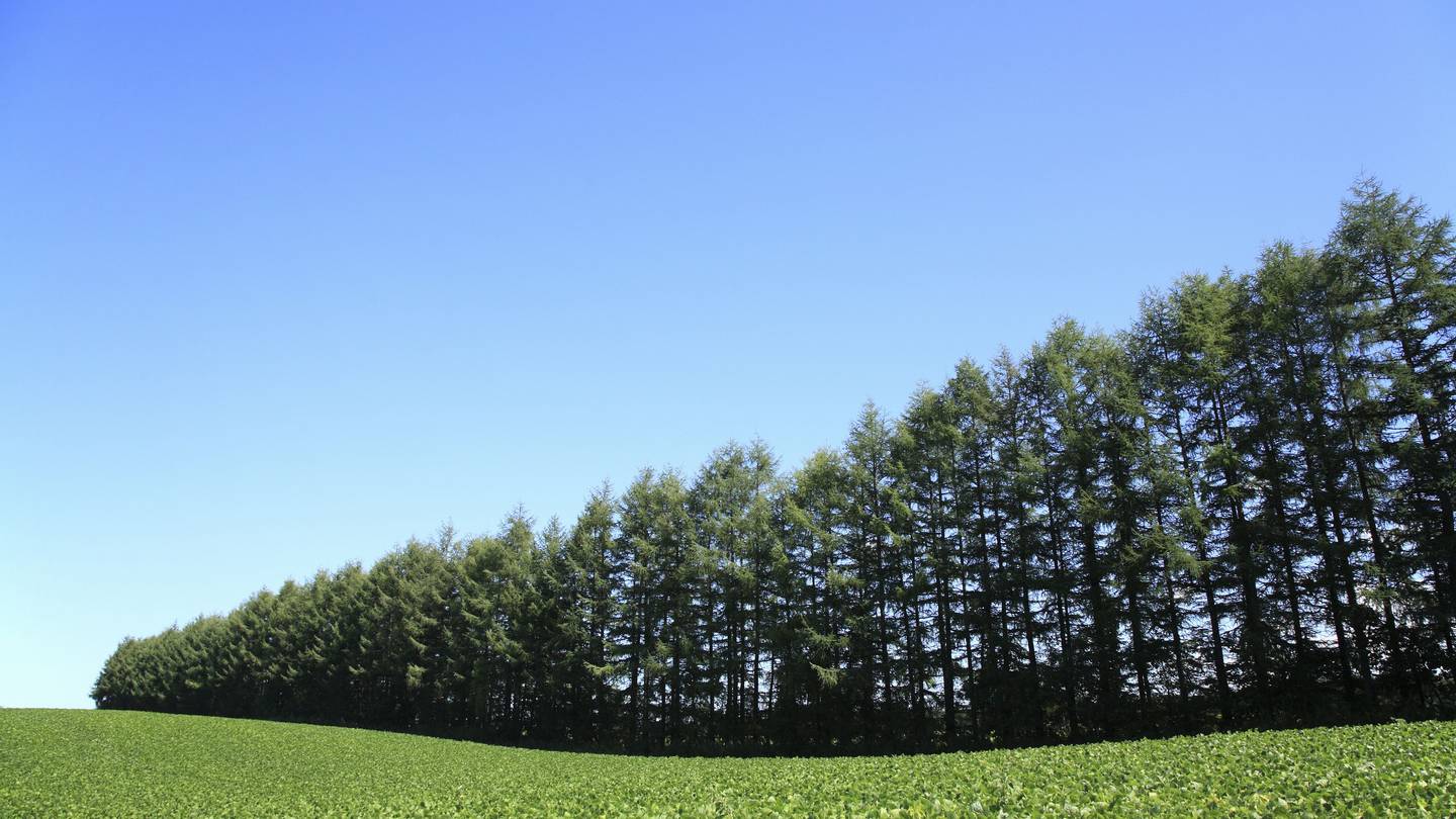 The scheme is not intended to allow polluters to plant trees rather than reduce emissions. Photo / 123RF