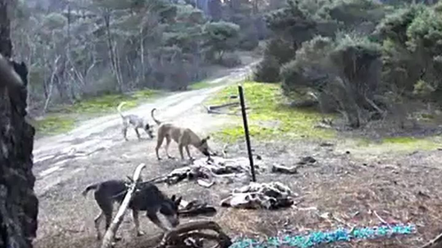 Feral and roaming dogs have been causing problems for Northlanders. Photo / Anne-Marie Nilsson