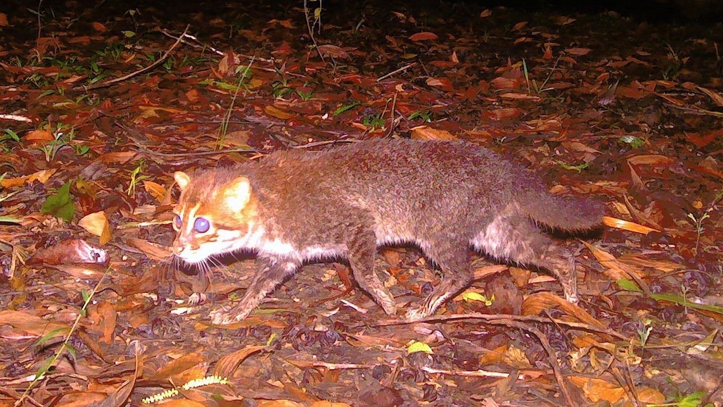 Elusive wild cat feared extinct rediscovered in Thailand