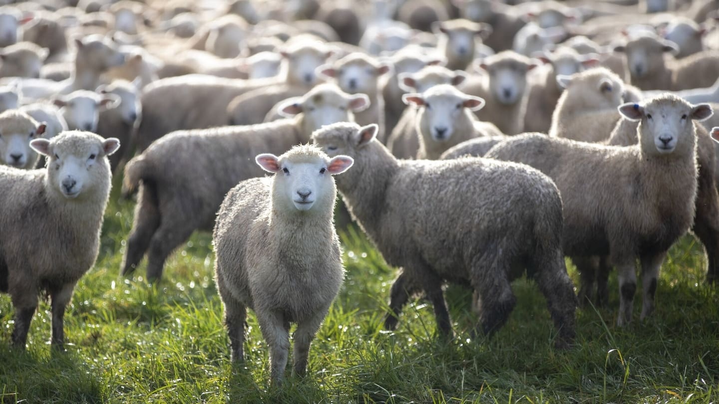 'Seems a bit crazy': Fuel-reliant farms running dry