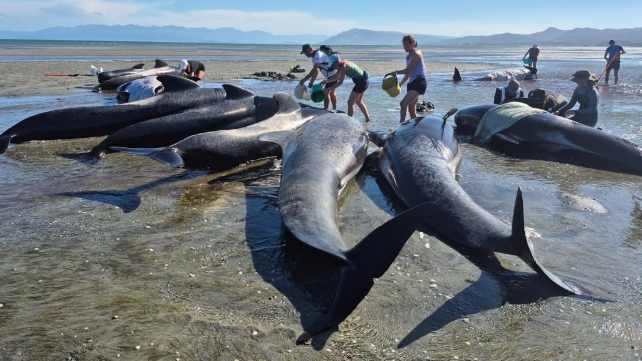 Efforts continue to refloat whales stranded across Farewell Spit 