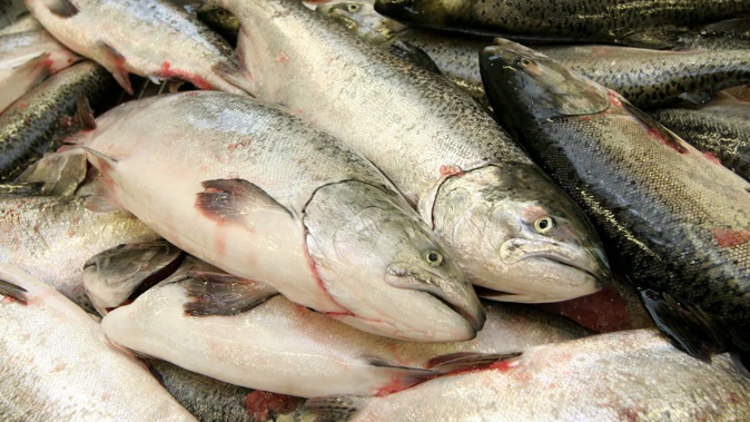 New Zealand King Salmon said its fish are not eating as much as usual.