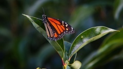 Monarch butterfly populations are declining, the Moths and Butterflies of New Zealand Trust says. File photo / Tania Whyte
