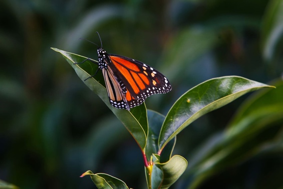 Monarch butterfly populations are declining, the Moths and Butterflies of New Zealand Trust says. File photo / Tania Whyte