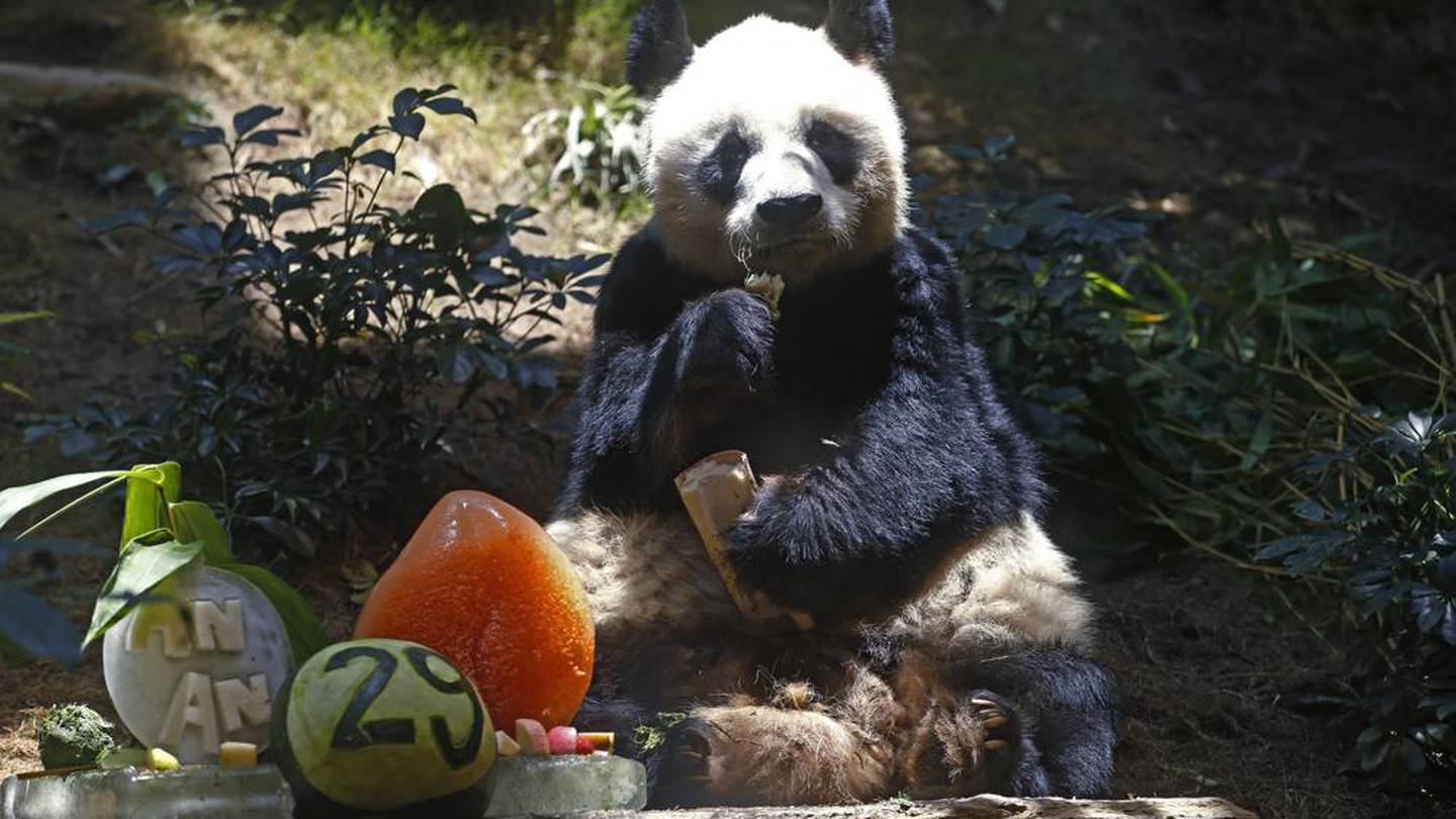 Chinese giant panda An An celebrates his 29th birthday at the Ocean Park in Hong Kong on July 28, 2015. Photo / AP