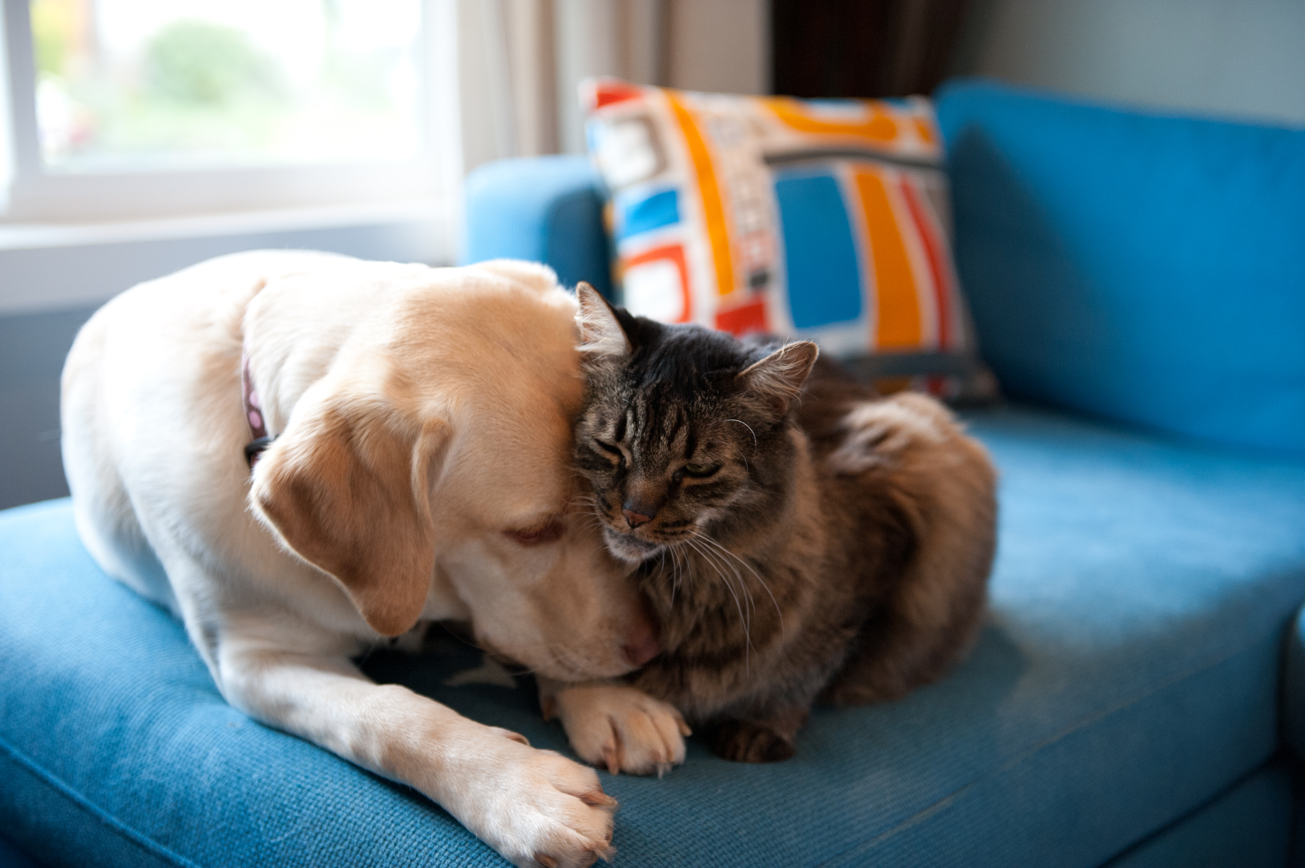 Winter wellness: Research shows pets impacted by seasonal illnesses 