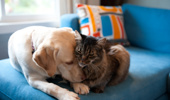 Yellow Labrador retriever and Maine coon cat cuddling together on a blue couch.