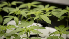 A significant amount of cannabis was found during a police search warrant at a Puketītiri address. Photo / NZME