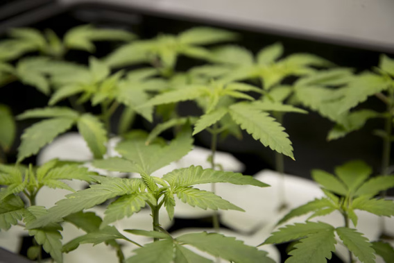 A significant amount of cannabis was found during a police search warrant at a Puketītiri address. Photo / NZME