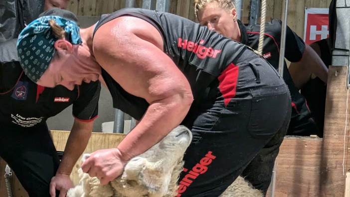 Scottish shearer Una Cameron early in her world record of 517 strong wool ewes in nine hours in Cornwall, England.