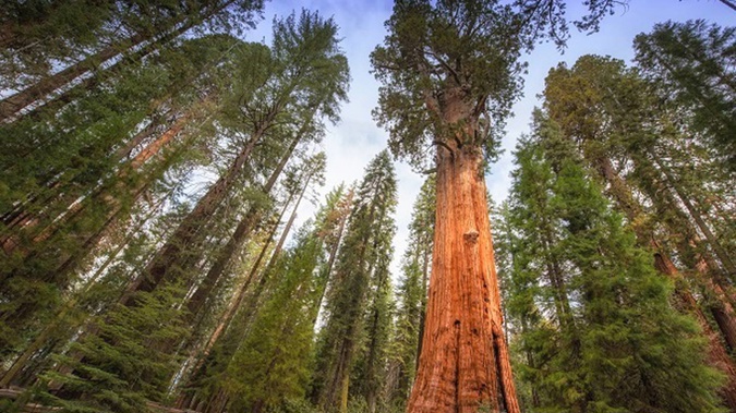The General Sherman Tree. (Photo / Getty Images)