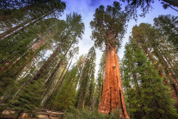 The General Sherman Tree. (Photo / Getty Images)
