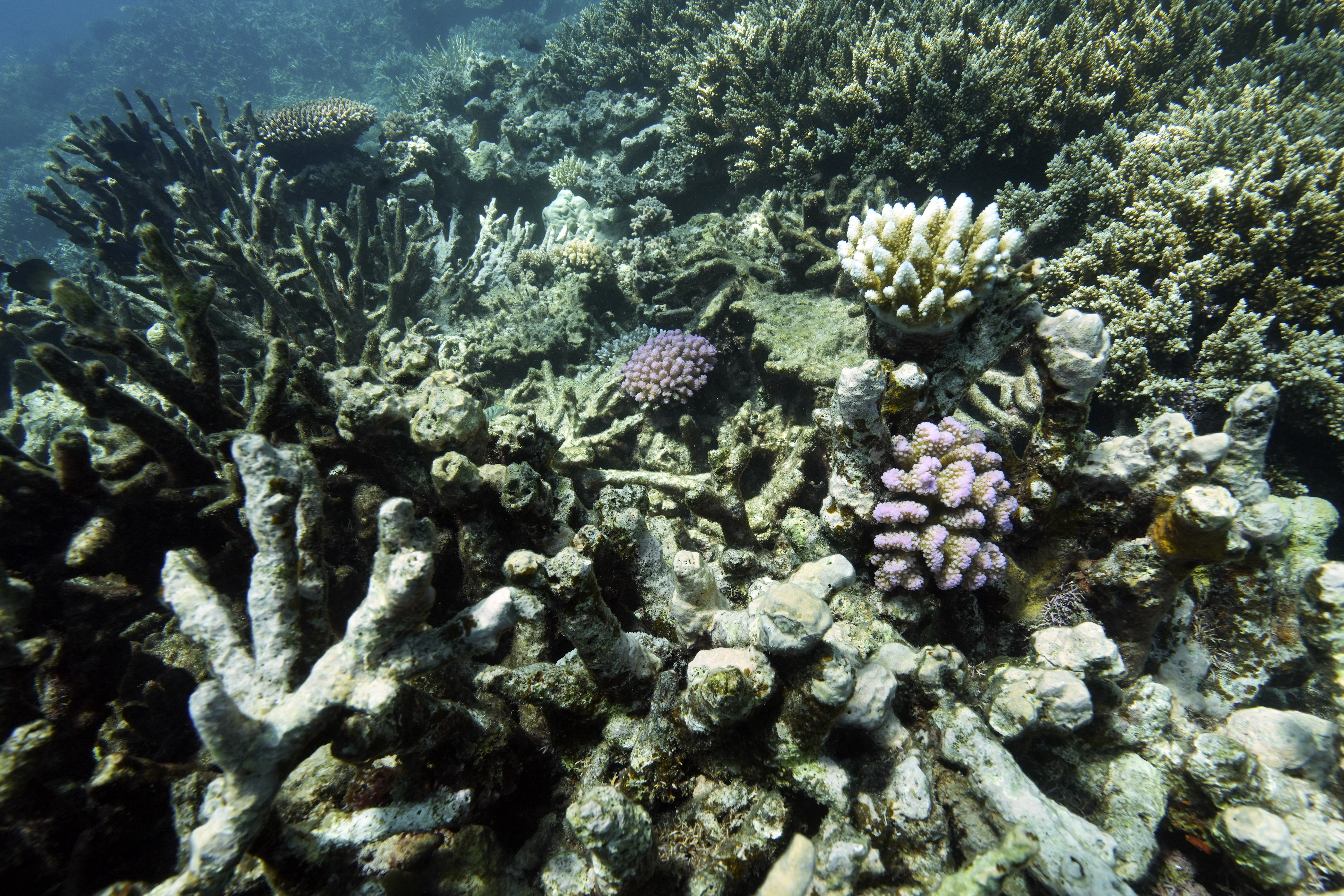 Coral on Moore Reef is visible in Gunggandji Sea Country off coast of Queensland in eastern Australia on Nov. 13, 2022. Photo / AP