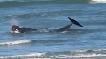 Ocean predator likely cause of whale stranding