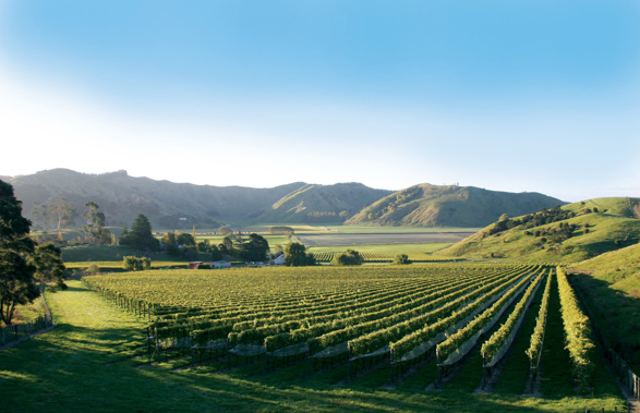 (Photo / Hawkesbaynz)