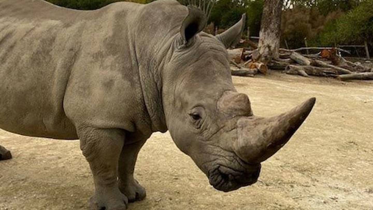 Photo / Auckland Zoo