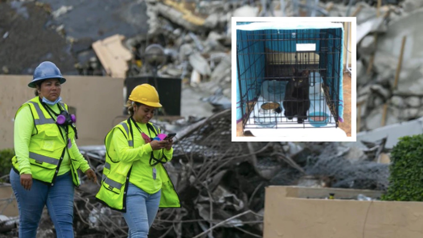 Binx the cat lived on the ninth floor of the South Florida condo building. (Photo / AP)