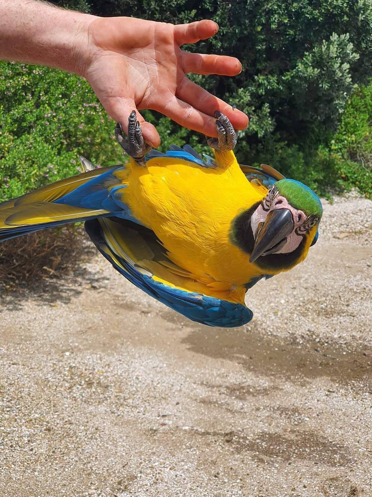 Well-loved Pablo the macaw from Russell is missing after an alleged altercation with a local. Photo / supplied