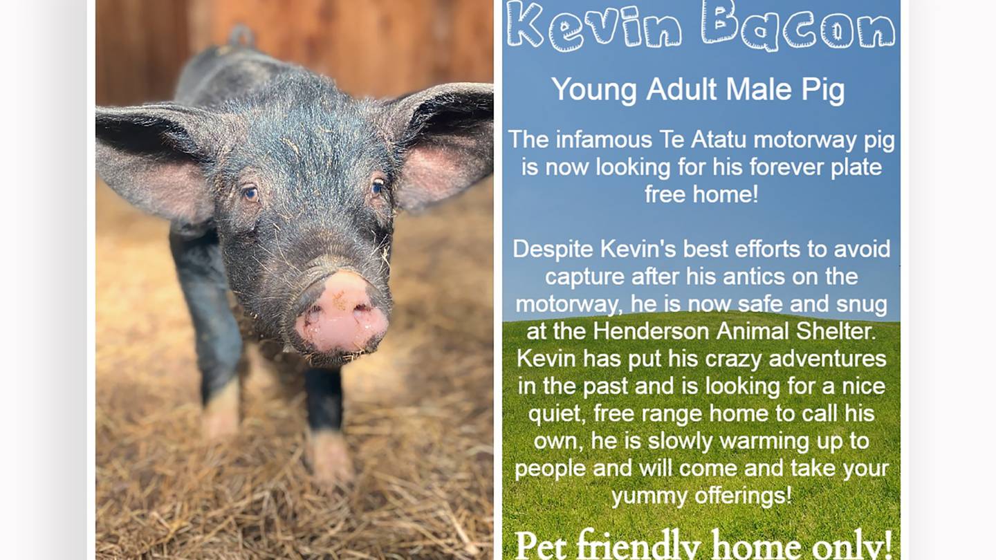 Kevin Bacon is at the Henderson Animal Shelter until he finds a new home. Photo / Supplied