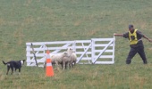 Leo Jecentho, seen here with his sheep dog Tess, will be in the NZ team with Jake at this year's Trans-Tasman Sheep Dog Trial Test.