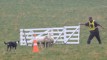 2025 Trans-Tasman Sheep Dog Trial Test series set to get underway