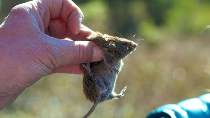 A red-backed vole. Alaskapox was discovered in 2015 in a woman who lived near Fairbanks, Alaska. It is mainly has been found in small mammals, including red-backed voles and shrews. But pets, such as dogs and cats, may also carry the virus, health officials say. Photo / AP