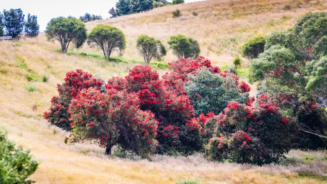 Pōhutukawa tree's in full bloom at Dolbel Reserve in Napier. Photo / Paul Taylor