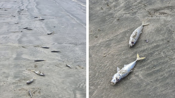DoC says the stranding at Ninety Mile Beach is a natural phenomenon that sometimes happens on Northland's coastline. Photos / Rachel Arcus