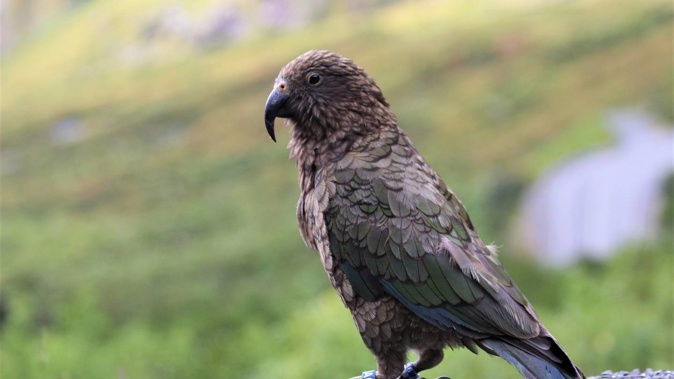NZ natives, such as the Kea, could be at risk if the current strain of bird flu hits our shores. Photo / Rosalie Willis