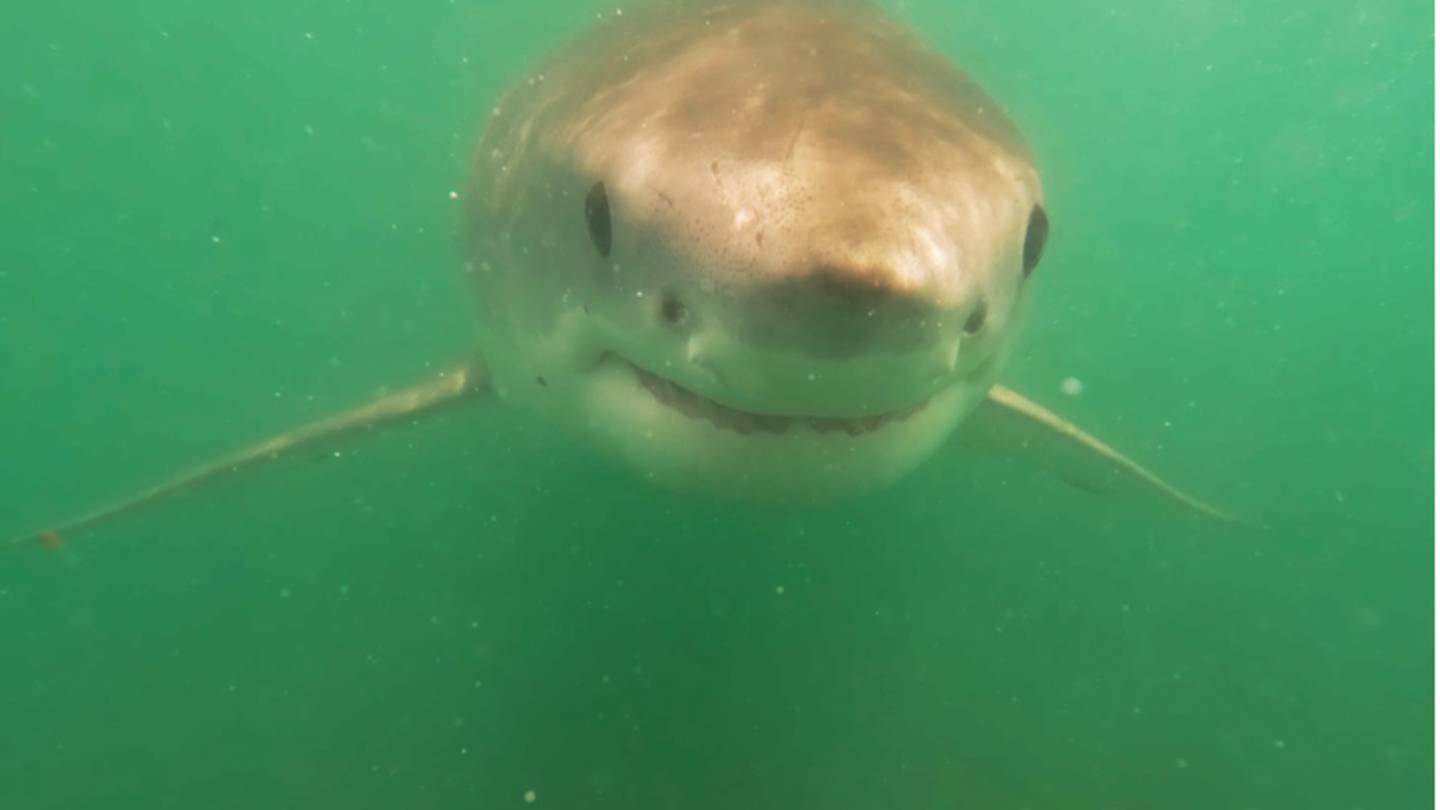 Daisy was the first great white shark Dr Riley Elliott tagged as part of his research project.