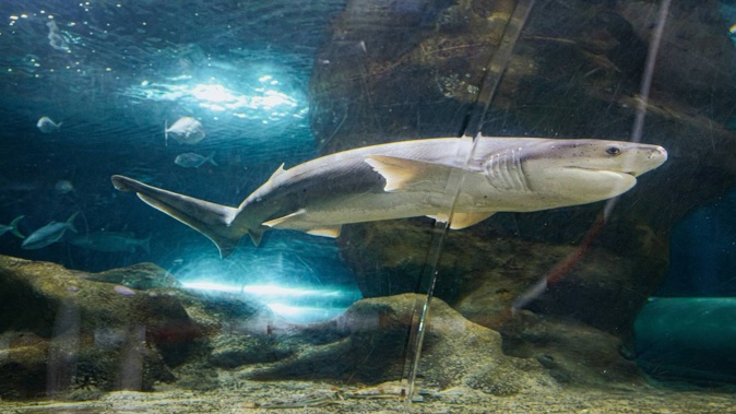 The National Aquarium of New Zealand's last remaining sharks, a 2.2 metre broadnose sevengill shark and a 1.2 metre school shark, have been returned to the ocean. Photo / Kirsten Simcox