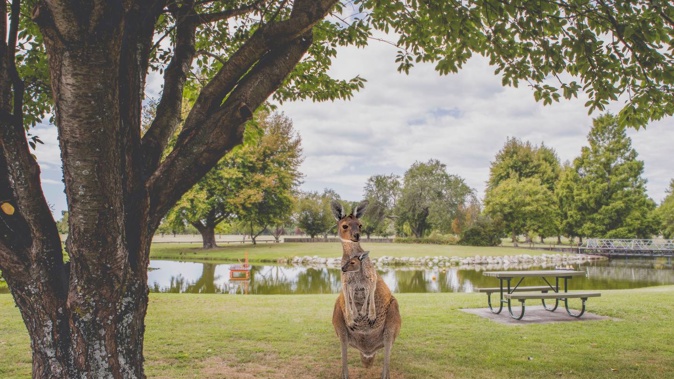 The Napier City Council leaped at the chance to release a tongue-in-cheek photo after the testing.
