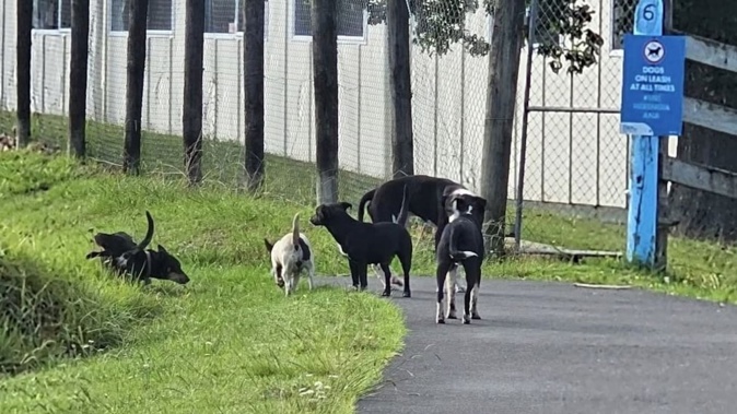 A review into FNDC’s animal management practices found roaming dogs were a “serious public safety issue” in the Far North. Pictured are roaming dogs in Kaitaia on Friday.