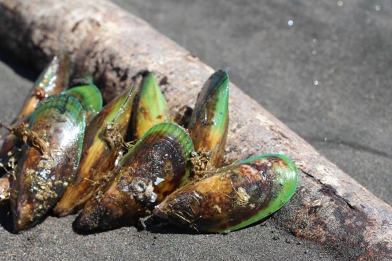 Toxins have been found in mussels.