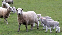 Sheep farming in a 'challenging place'- Beef + Lamb NZ