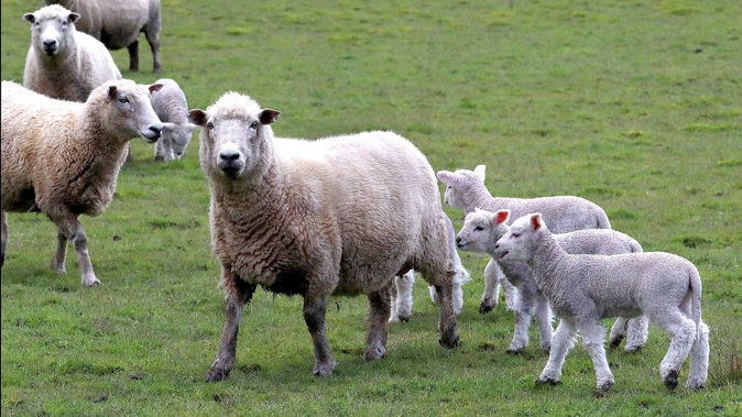 This year is shaping up to be the worst financial year for sheep and beef farmers in the past 15 years. Photo / Bevan Conley