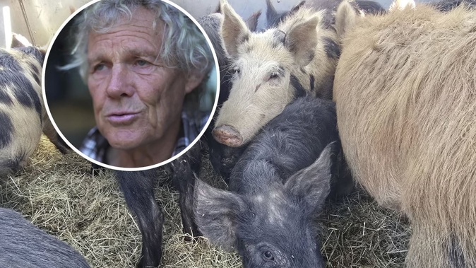 HUHA has taken 50 pigs from Stu Edmondson's farm