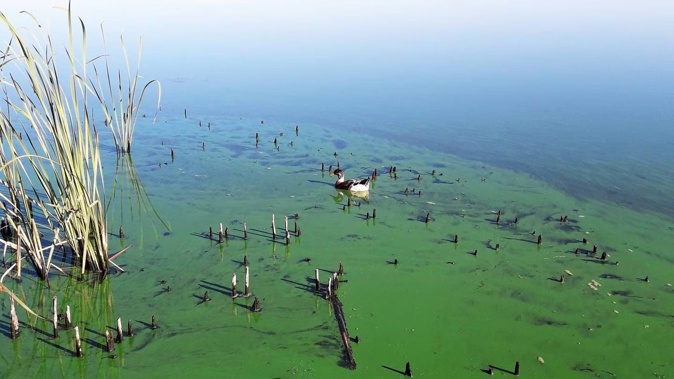 Pollution at Lake Ngaroto in Waikato. Photo / Supplied
