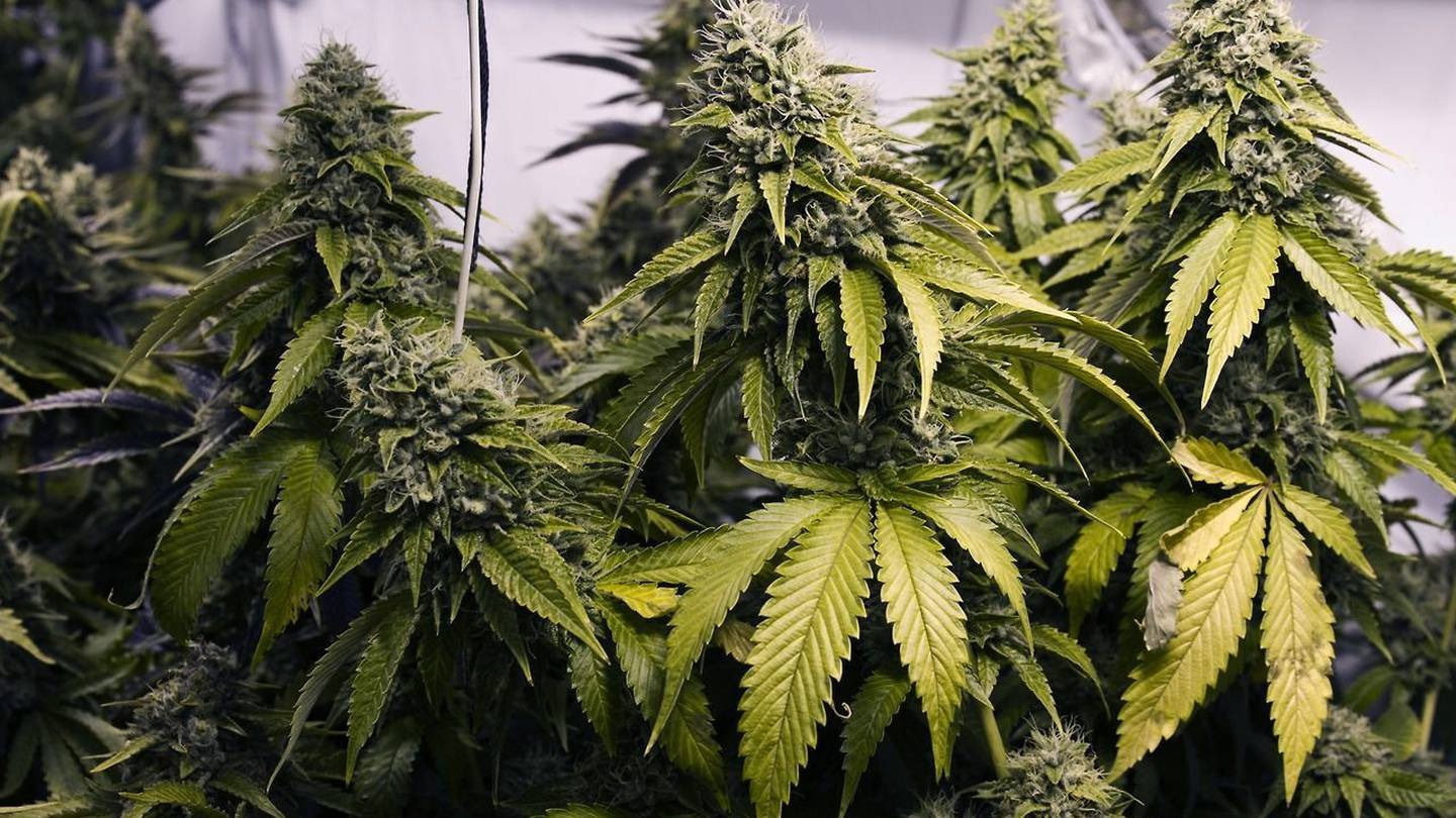 A cannabis growing operation was found at Cuan Armstrong's Taranaki home. Photo / File