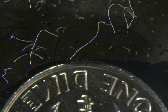 This microscope photo provided by the Lawrence Berkeley National Laboratory in June 2022 shows thin strands of Thiomargarita magnifica bacteria cells next to a U.S. dime coin.  Photo / AP