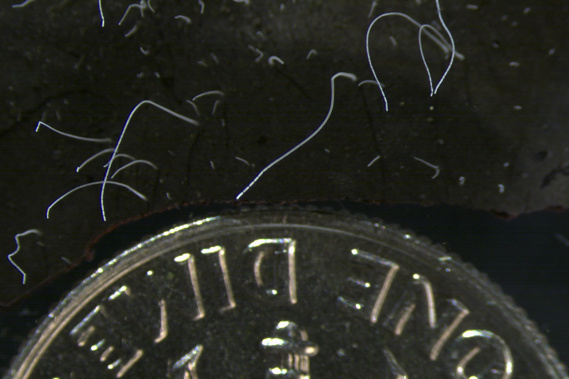 This microscope photo provided by the Lawrence Berkeley National Laboratory in June 2022 shows thin strands of Thiomargarita magnifica bacteria cells next to a U.S. dime coin. Photo / AP