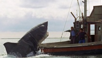 Francesca Rudkin: Why does Jaws still have such a long-lasting impact?