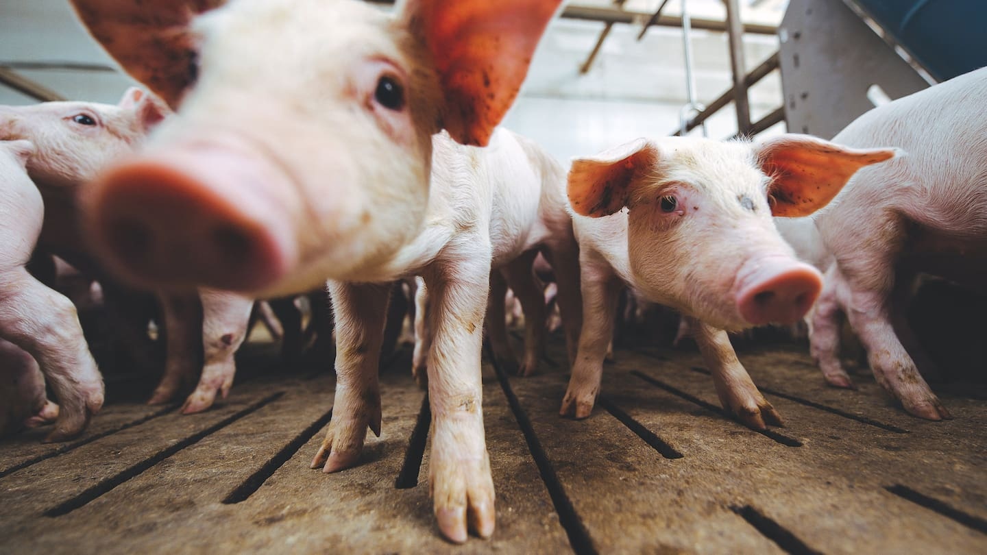 Pigs suspected in roundworm infection as 16cm adult worm found in toddler