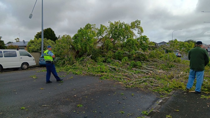 The tree, a Lombardy poplar, is listed on Auckland Council’s Notable Trees Schedule. Photo / Georgia Thorne